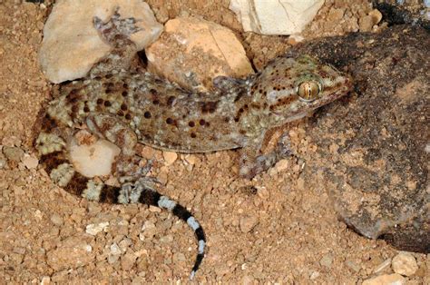 New species of ‘fast’ gecko discovered in Horn of .